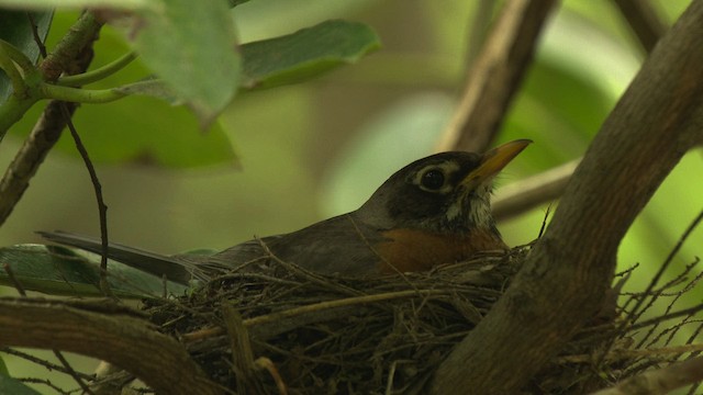 American Robin - ML482584