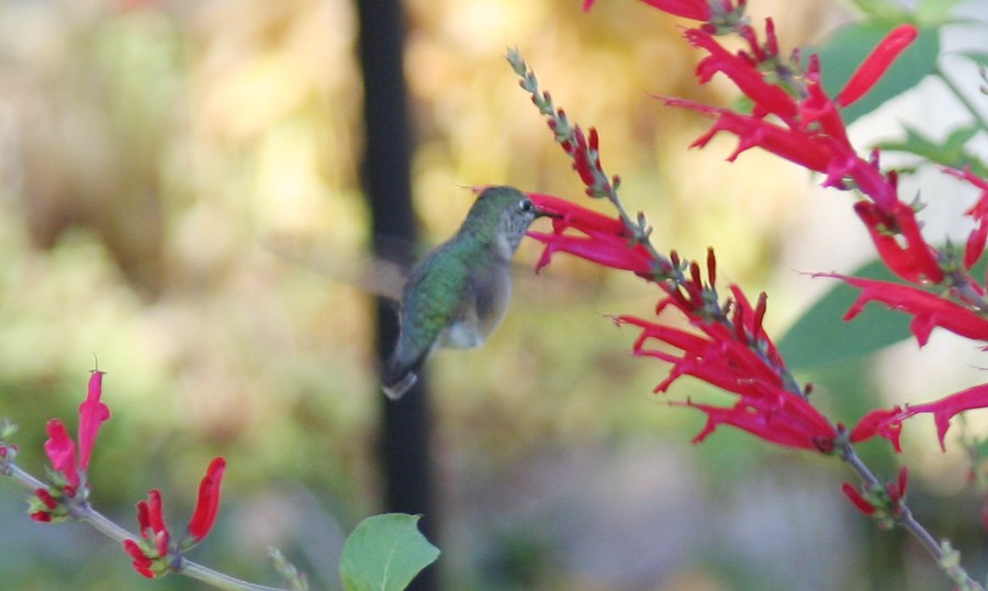 Calliope Hummingbird - ML48258491