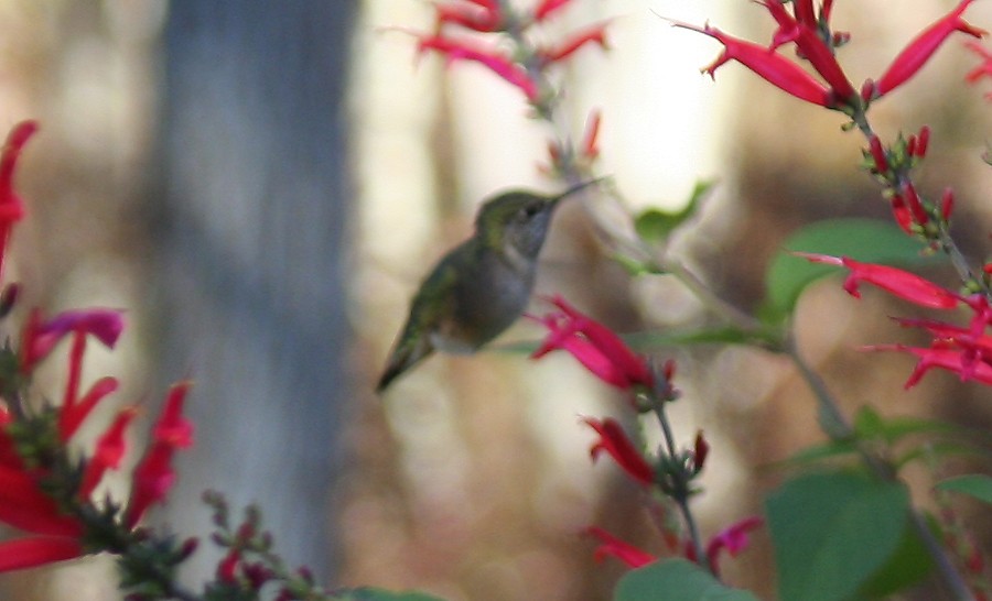 Colibrí Calíope - ML48258501