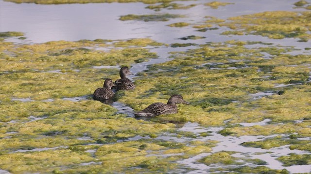 Green-winged Teal - ML482585081