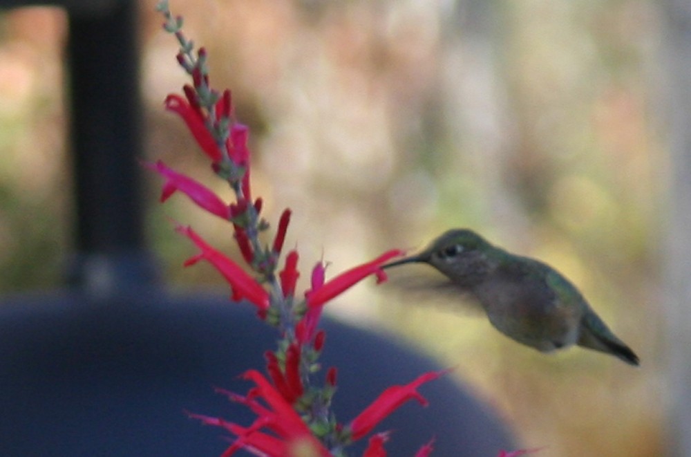 Calliope Hummingbird - ML48258511