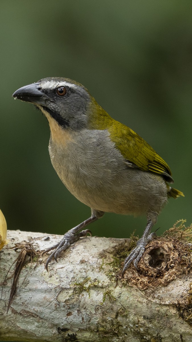 Buff-throated Saltator - Elías  Suárez