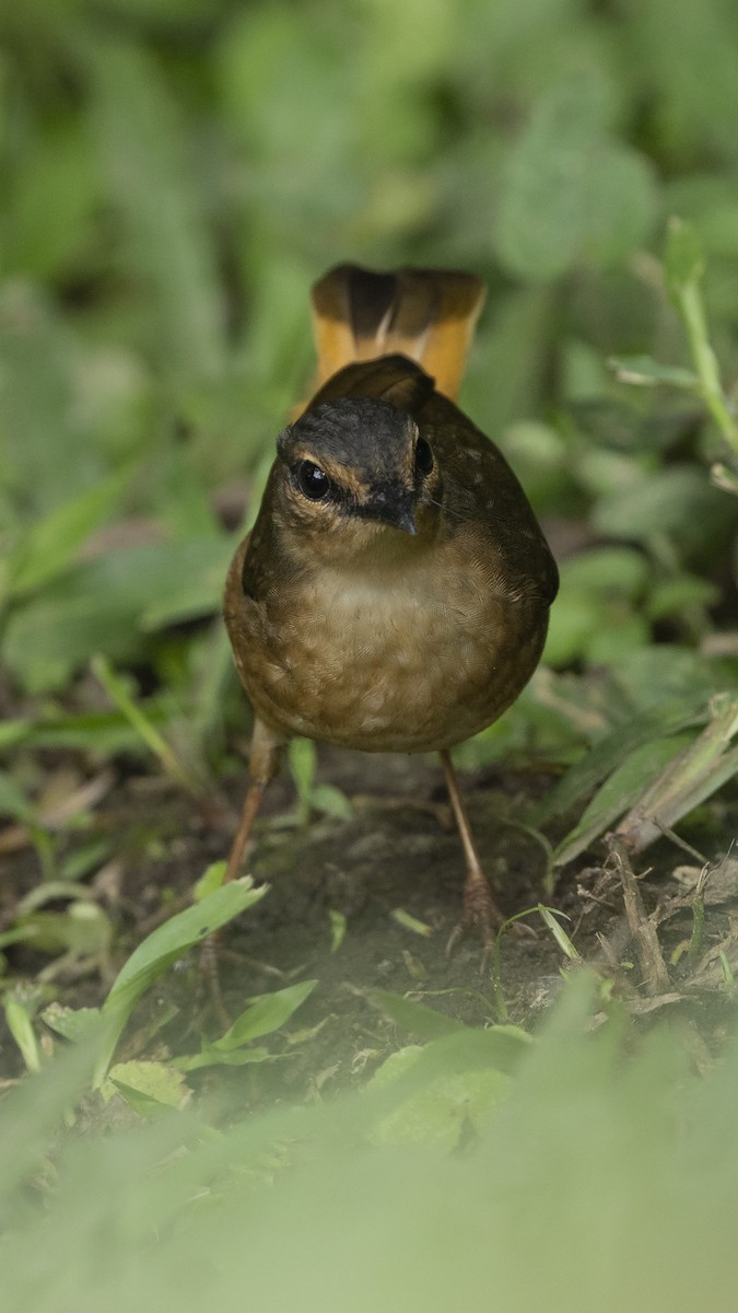 Buff-rumped Warbler - ML482587881