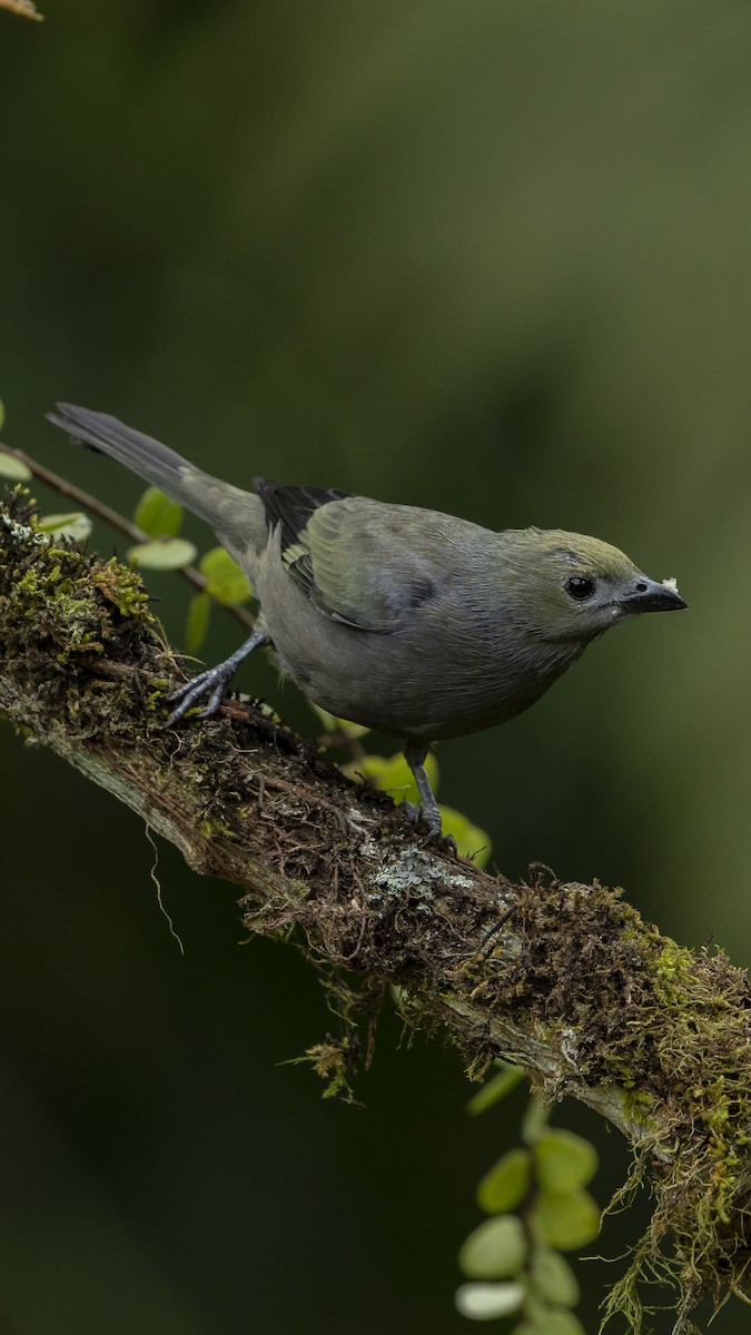 Palm Tanager - Elías  Suárez