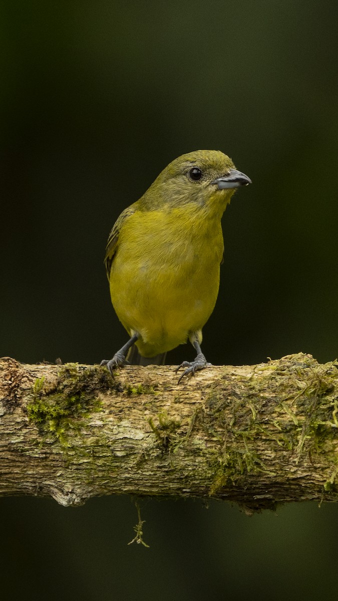 Thick-billed Euphonia - Elías  Suárez