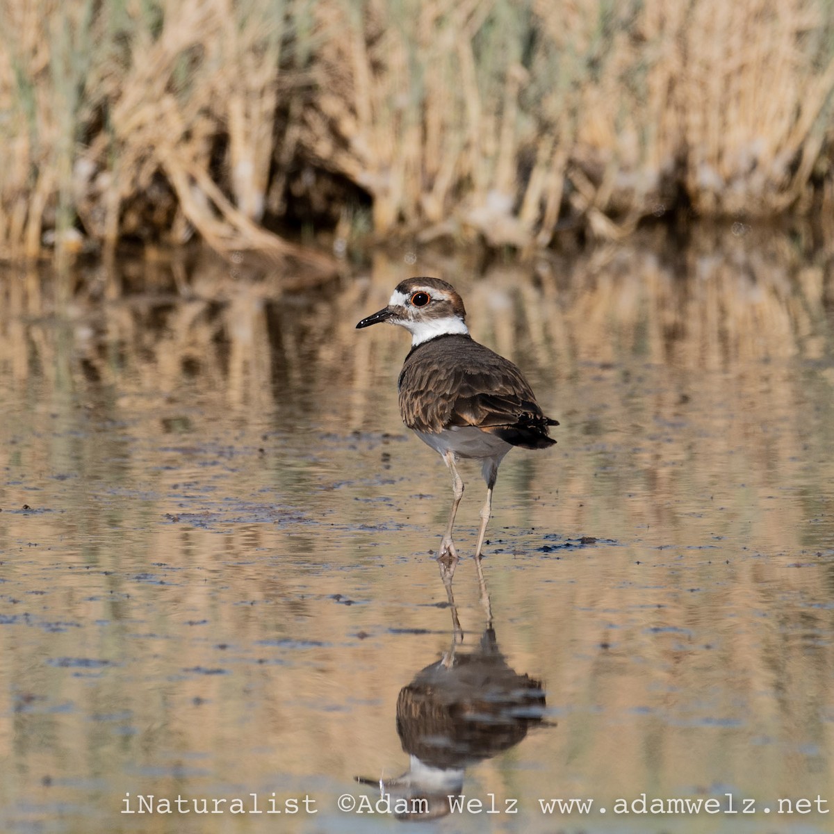 Killdeer - ML482588411