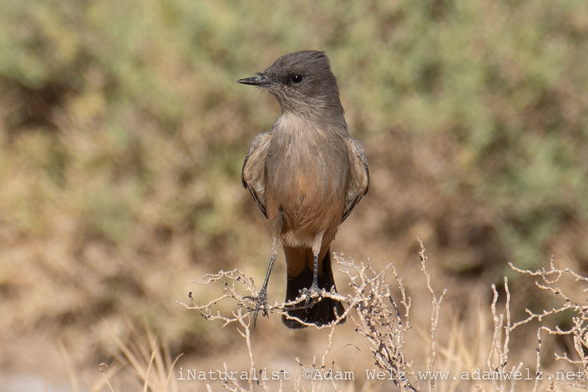 Say's Phoebe - ML482588431