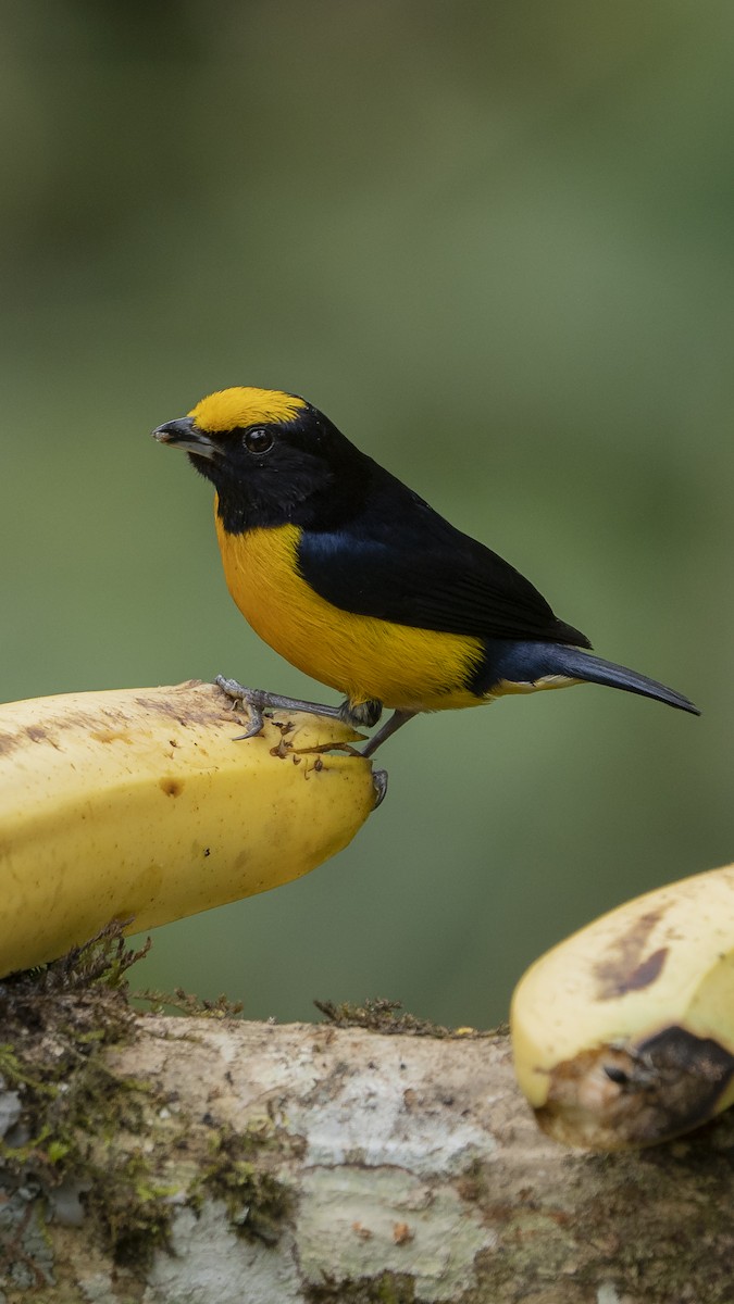 Orange-bellied Euphonia - Elías  Suárez