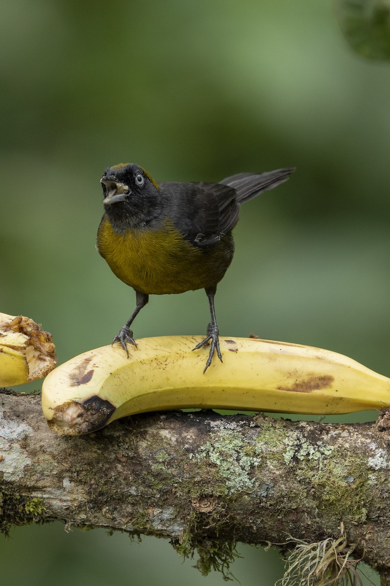 Dusky-faced Tanager - Elías  Suárez