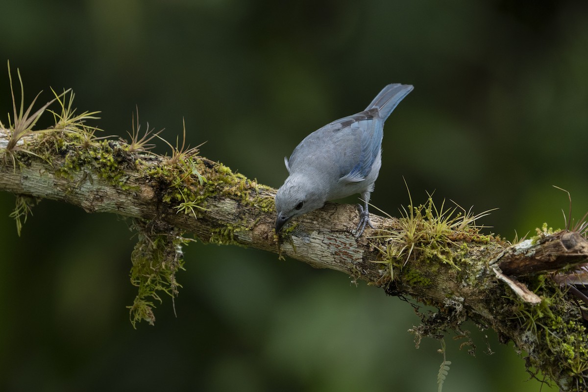 Blue-gray Tanager - Elías  Suárez