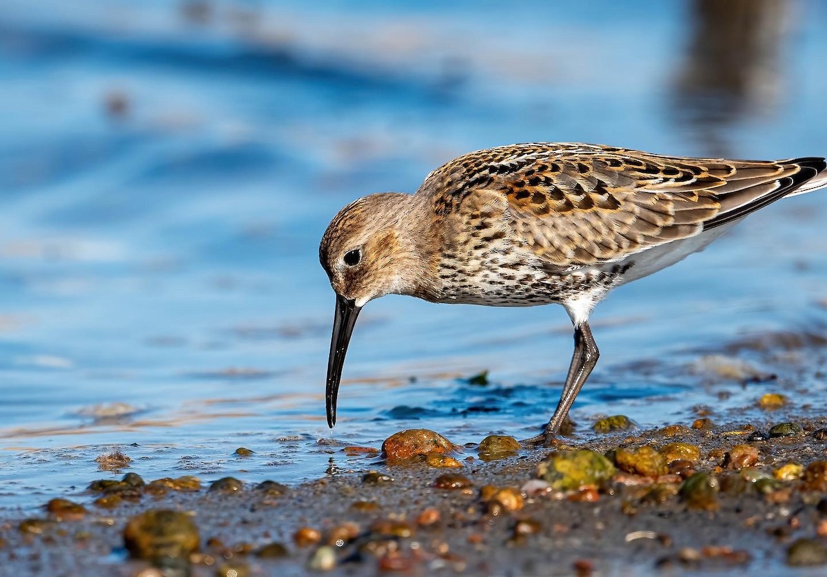 Dunlin - ML482590391