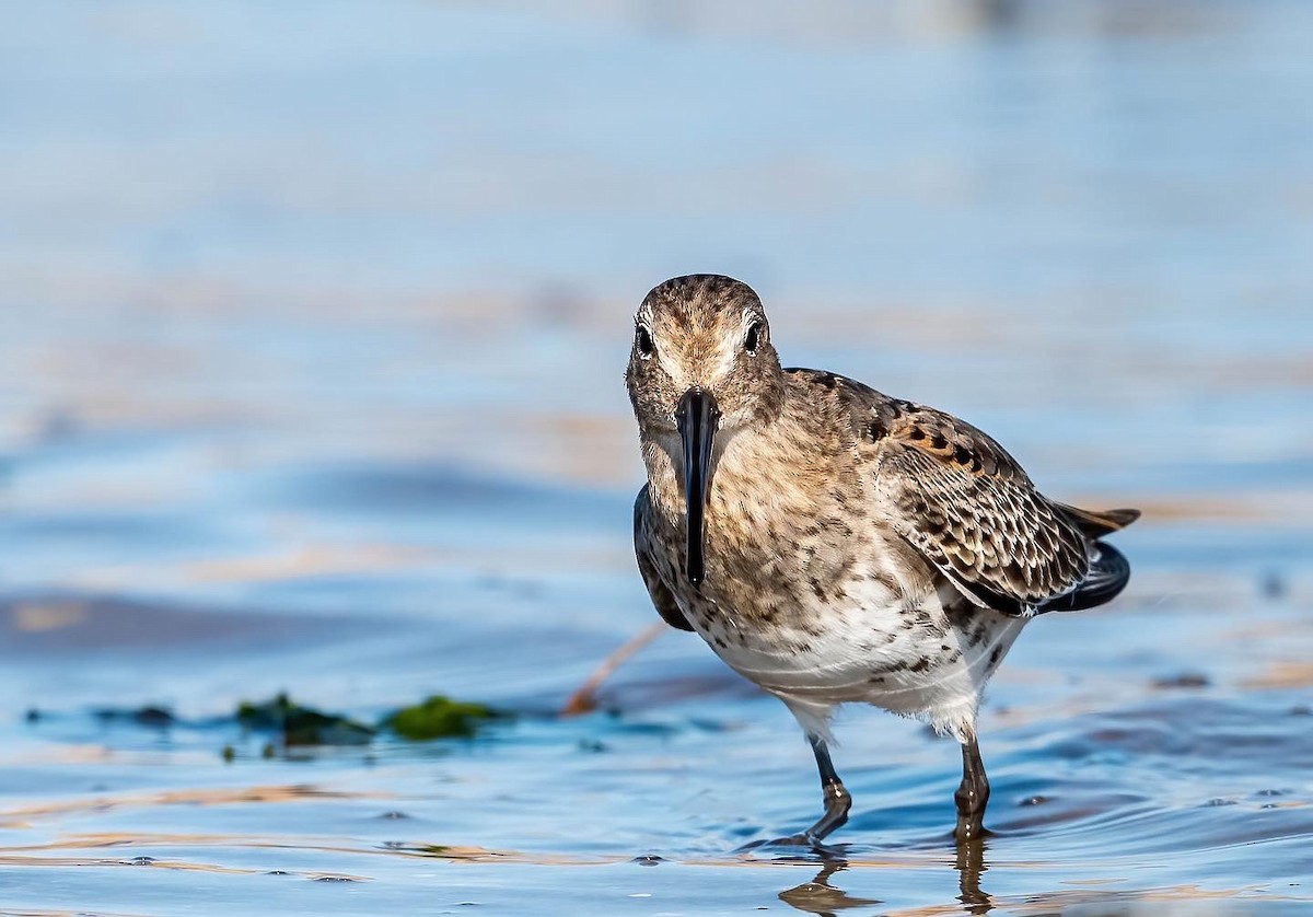 Dunlin - ML482590401