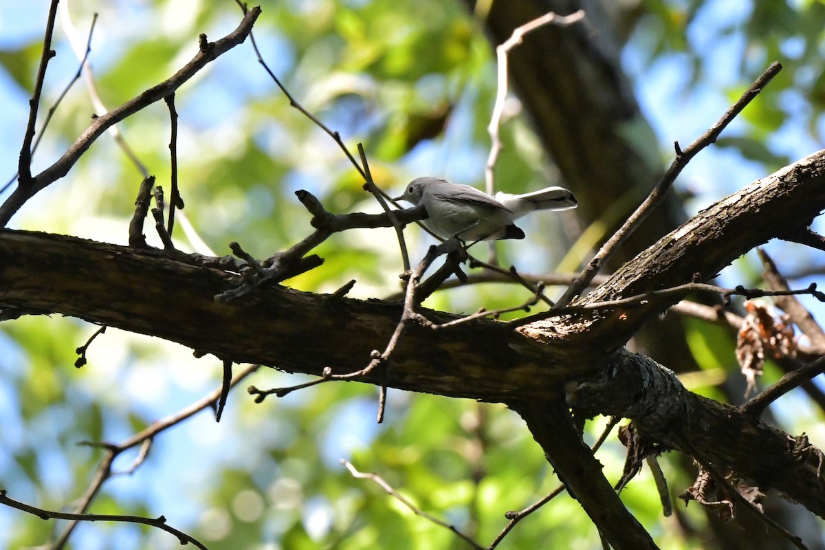 Blue-gray Gnatcatcher - ML482591261