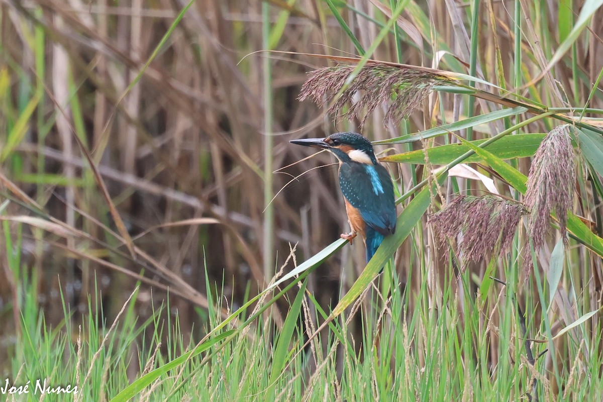 Common Kingfisher - ML482591801