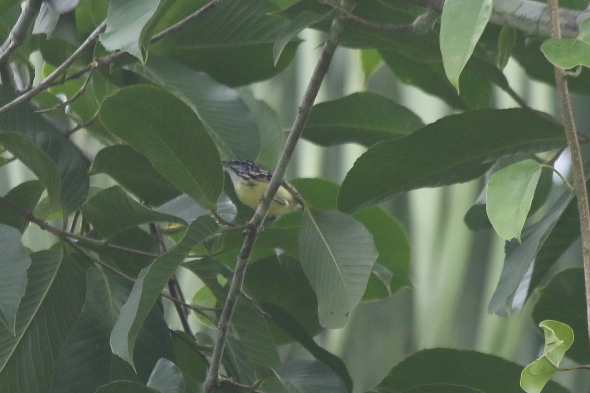 Pygmy Antwren - ML48259231