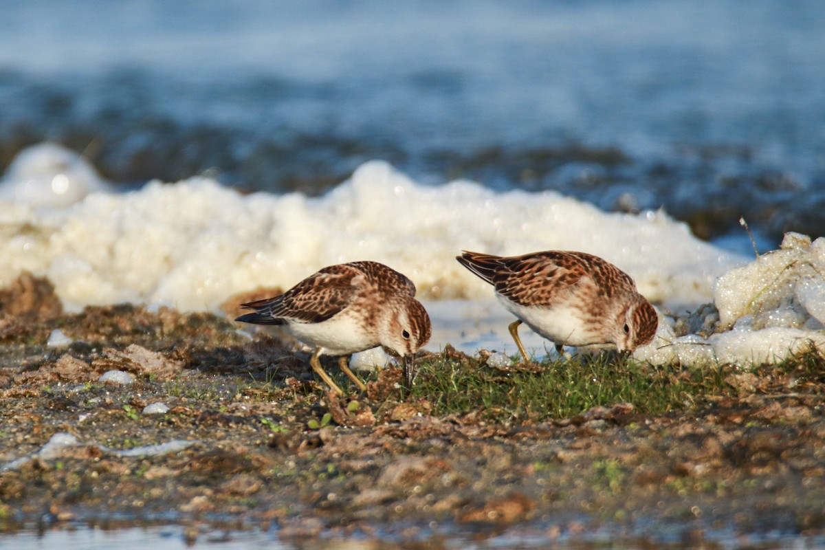 Least Sandpiper - ML482592841