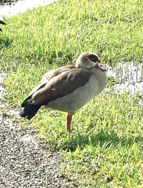 Egyptian Goose - Cindy Cone