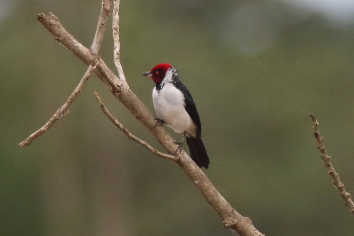 Red-capped Cardinal - Fabio Olmos