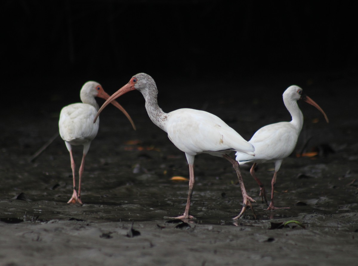 Ibis Blanco - ML482594381