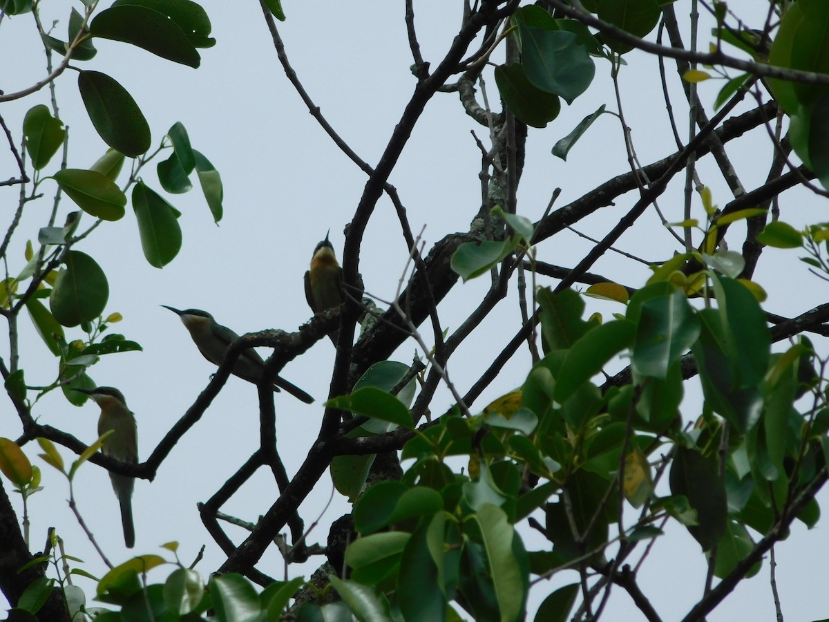 Blue-tailed Bee-eater - Rai Balderama