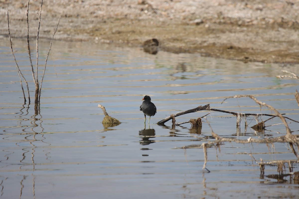 Common Gallinule - ML482595641