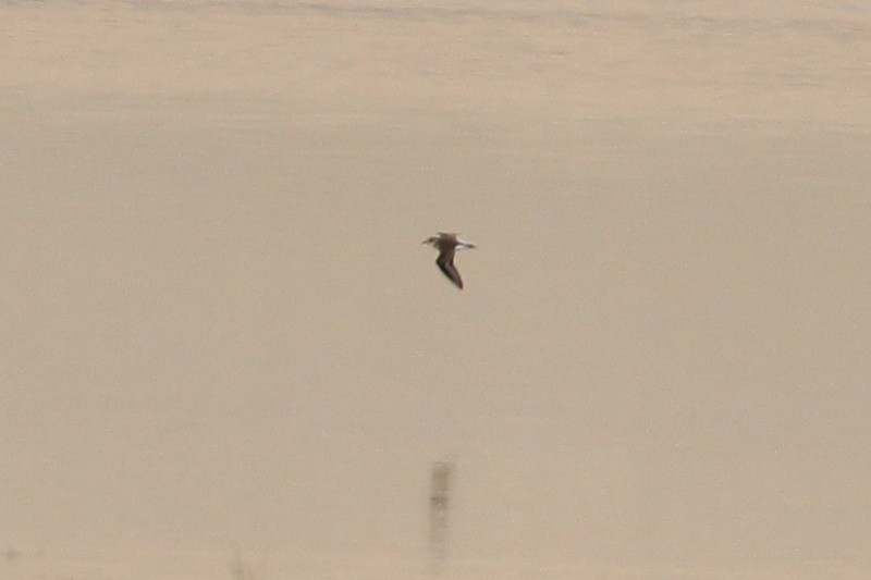 Kentish Plover - ML482595691