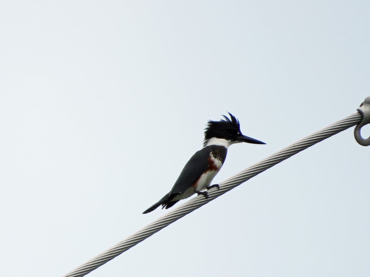 Belted Kingfisher - ML482595911