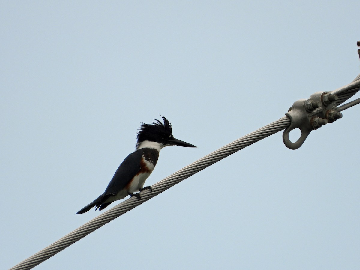 Belted Kingfisher - ML482595941