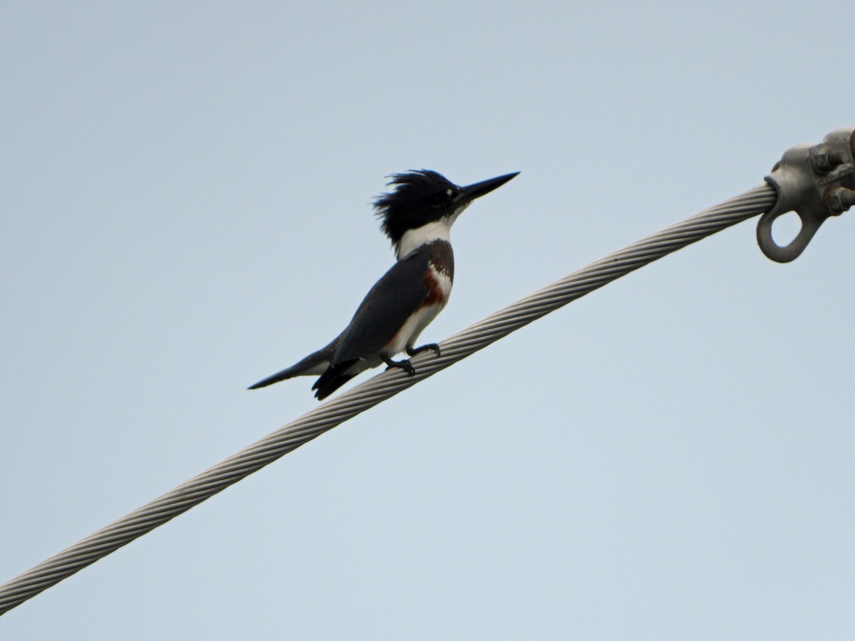 Belted Kingfisher - ML482595951