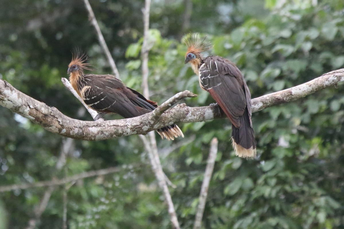 Hoatzin - ML48259621