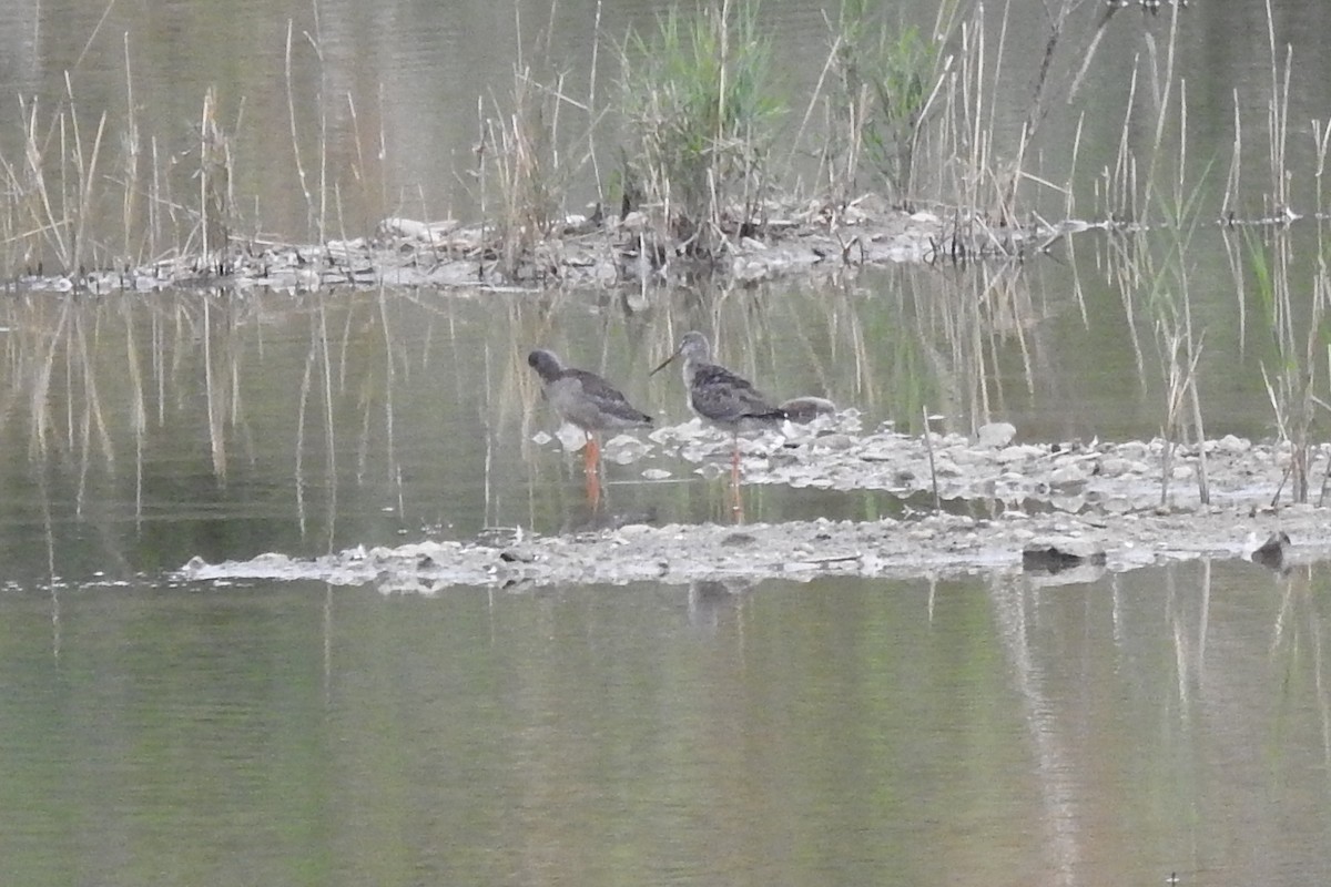 Spotted Redshank - ML482597961