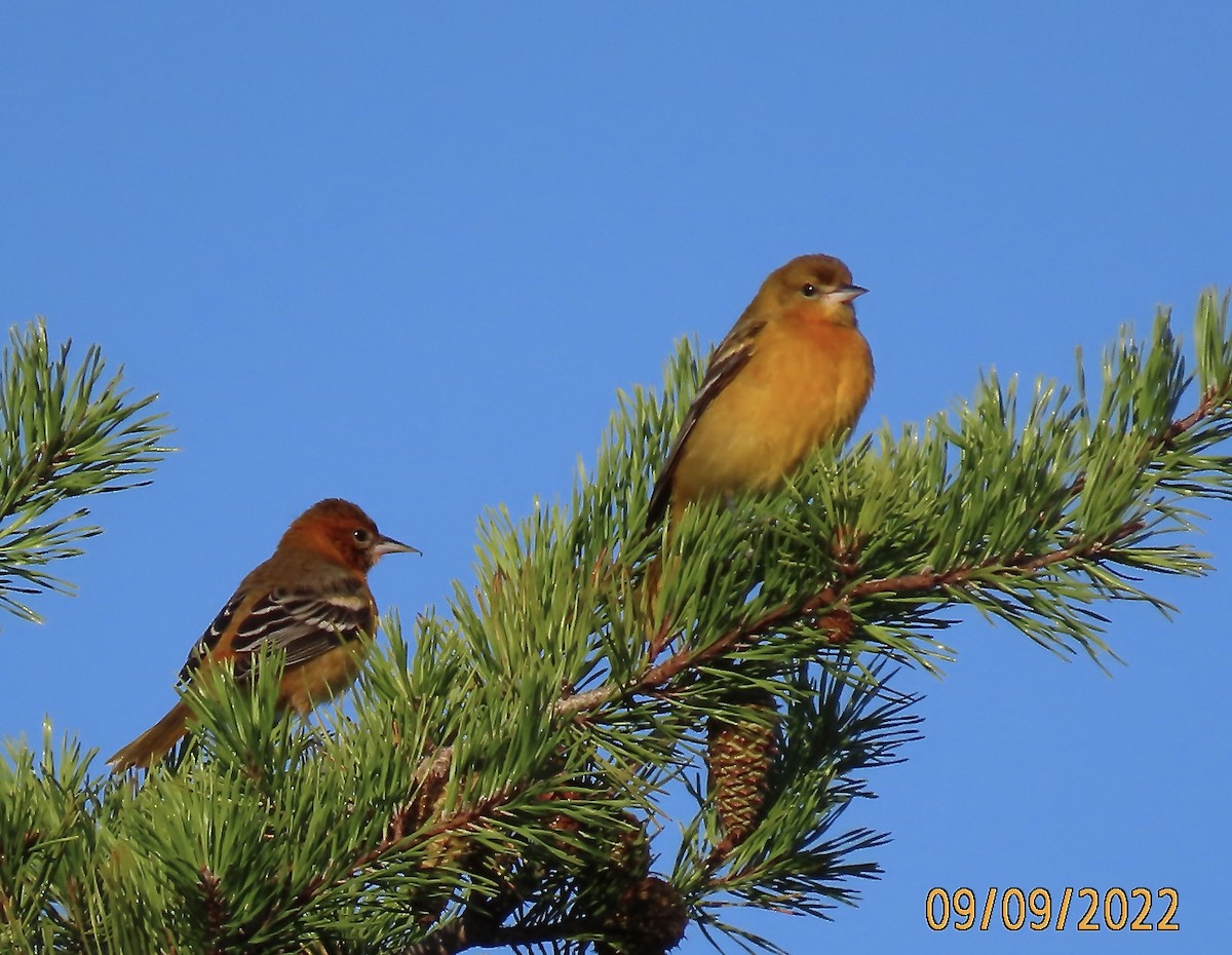 Baltimore Oriole - ML482598131