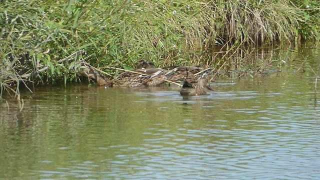 Blue-winged Teal - ML482598541