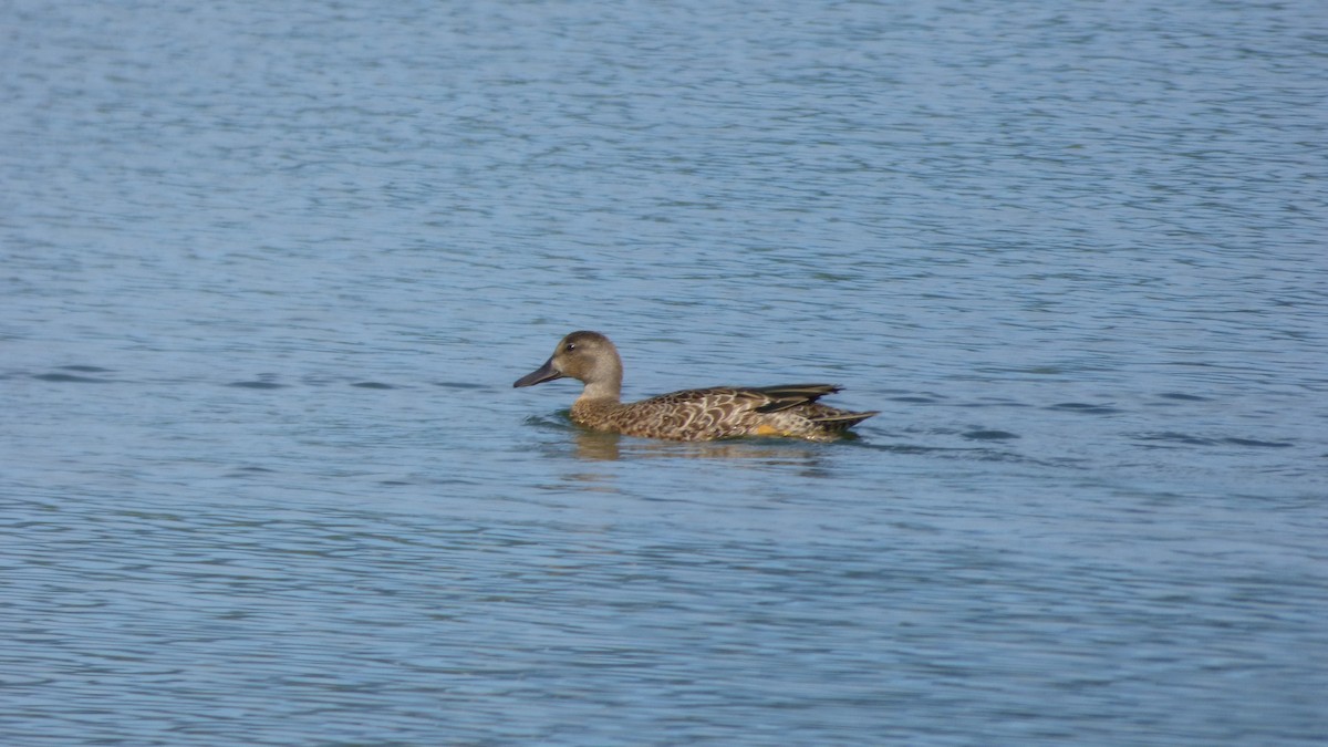 Blue-winged Teal - ML482598721