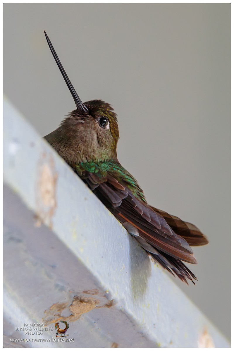 Green-fronted Lancebill - ML48259901