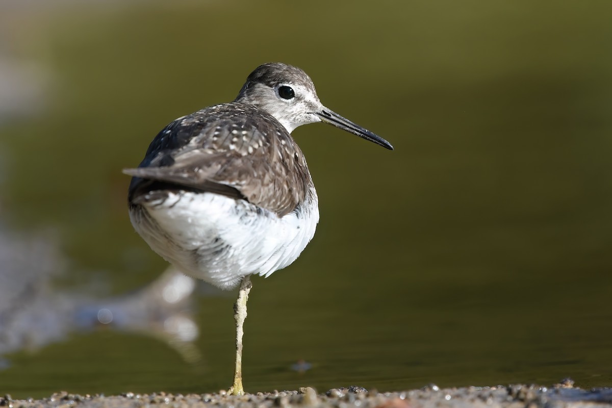 Solitary Sandpiper - ML482599161