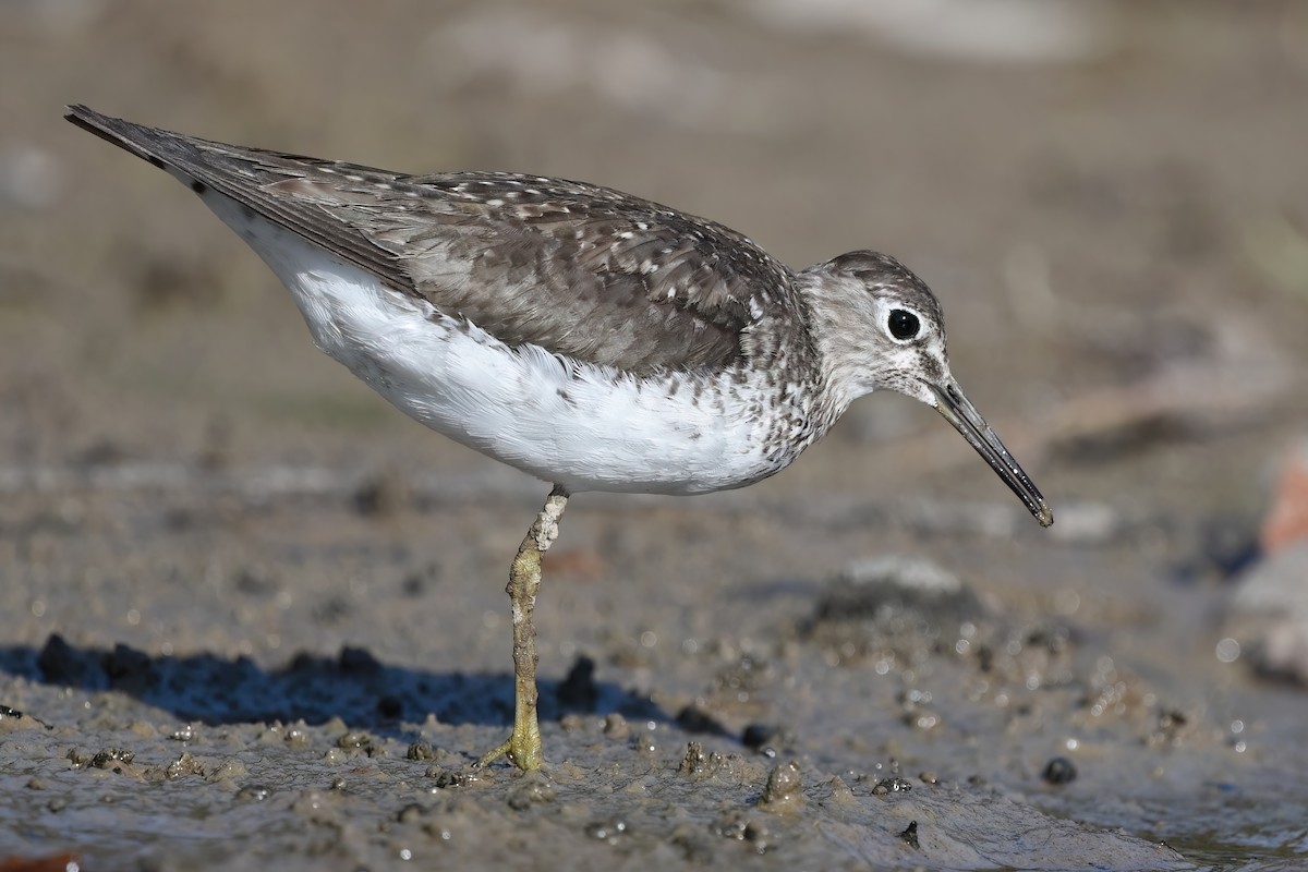 Solitary Sandpiper - ML482599171