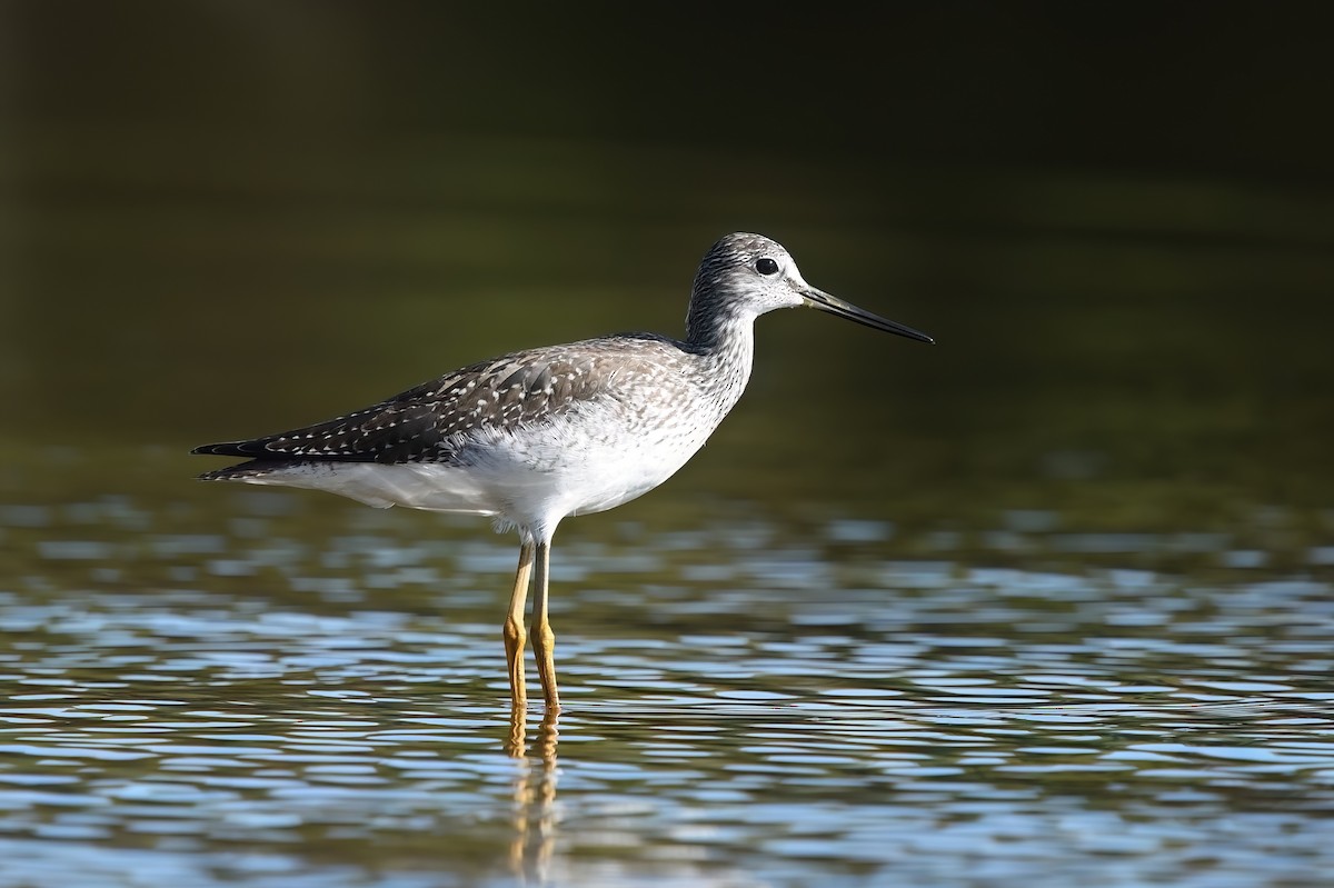 Greater Yellowlegs - ML482599251