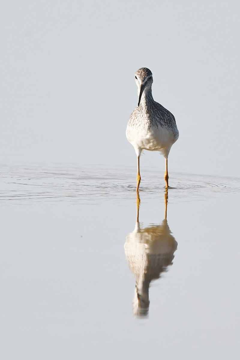 Greater Yellowlegs - ML482599291