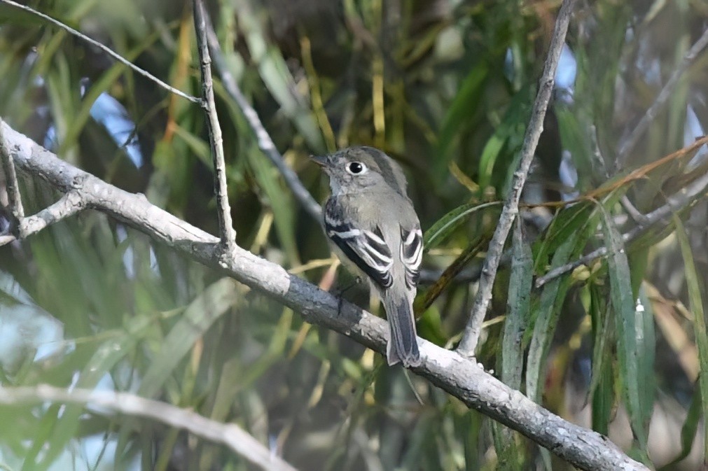 Least Flycatcher - ML482599391