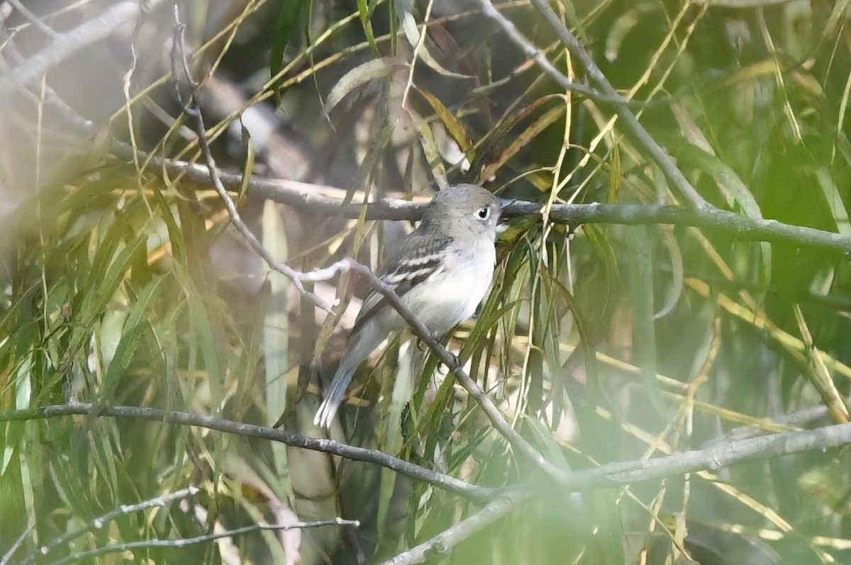 Least Flycatcher - ML482599411