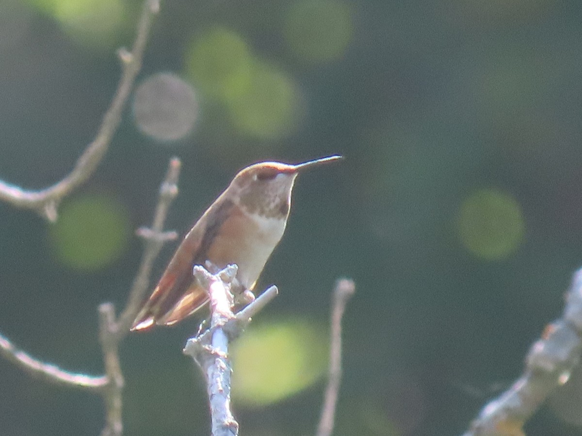 Rufous Hummingbird - ML482600211