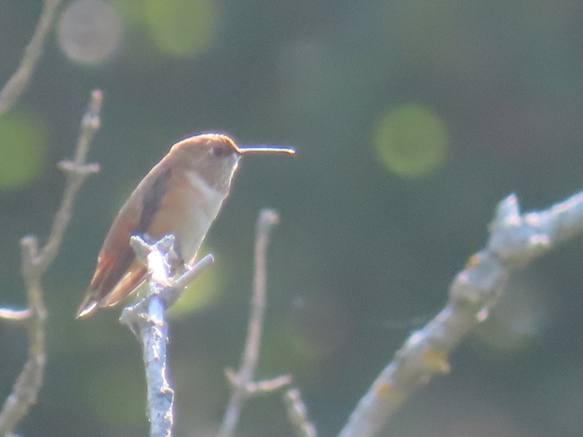 Colibrí Rufo - ML482600281