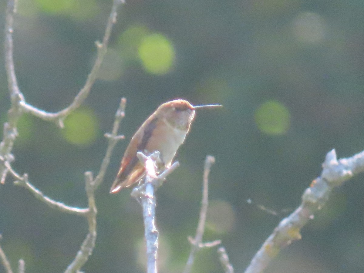 Colibrí Rufo - ML482600401