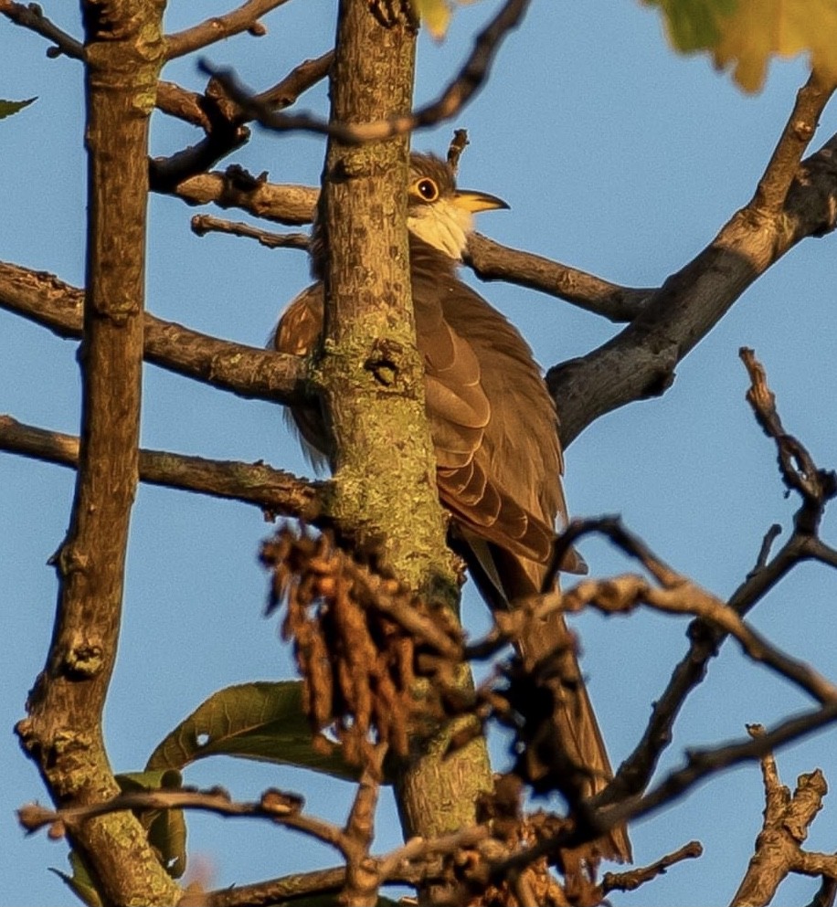 Yellow-billed Cuckoo - ML482600761