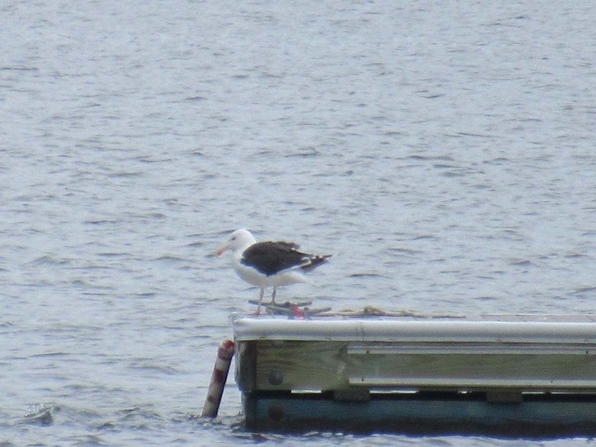 Great Black-backed Gull - Barry Capella