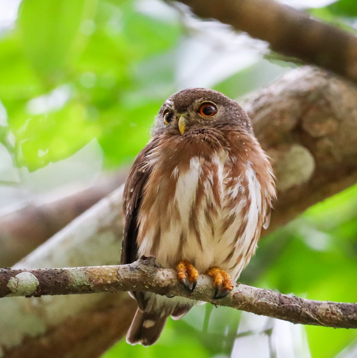 Amazonian Pygmy-Owl - ML482601111