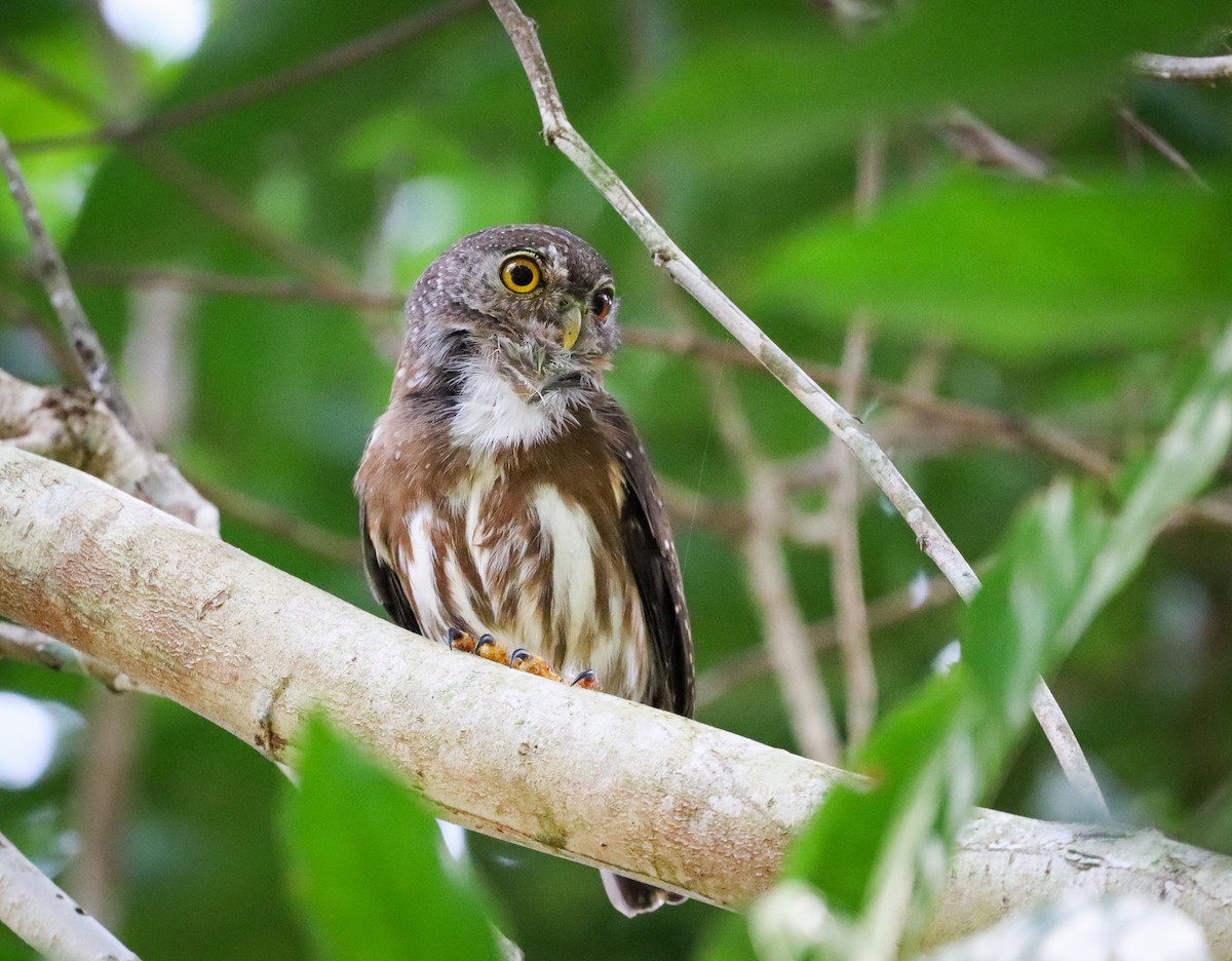 Amazonian Pygmy-Owl - ML482601121