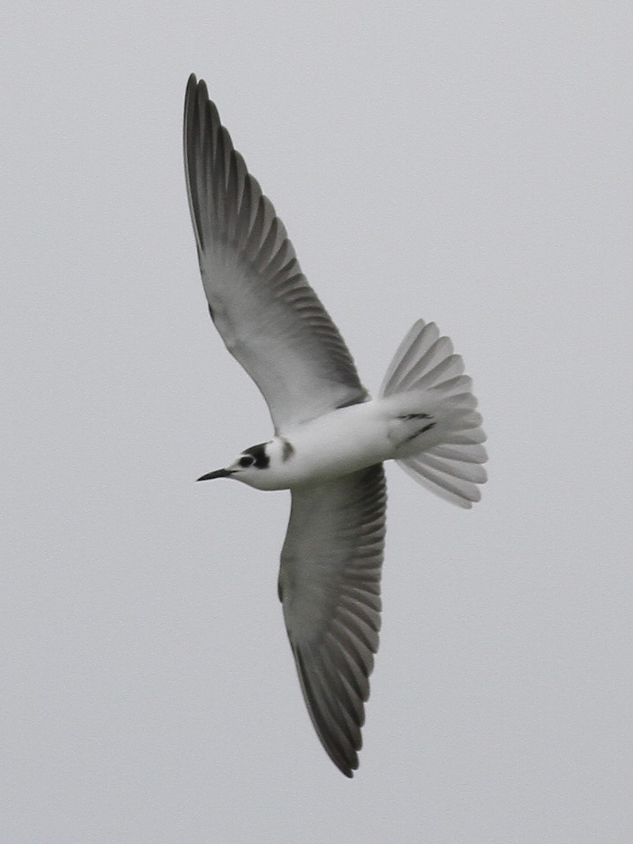 Black Tern - Dermot Breen