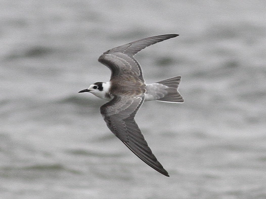 Black Tern - ML482601511